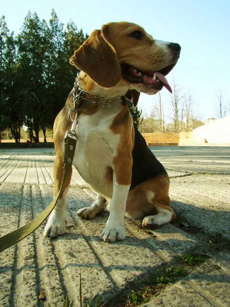 Raza Perros Cazadores Beagle Criados Reino Unido —  Fotos de Stock