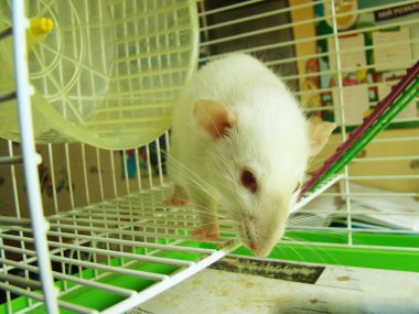 Kafes fotoğrafında fare beyazı.