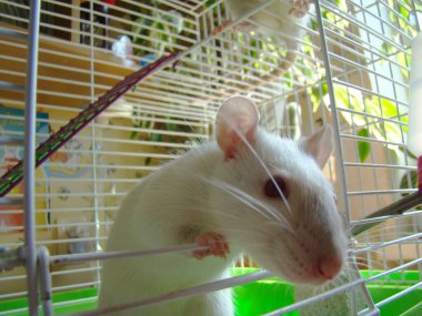 Kafes fotoğrafında fare beyazı.