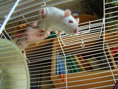Kafes fotoğrafında fare beyazı.