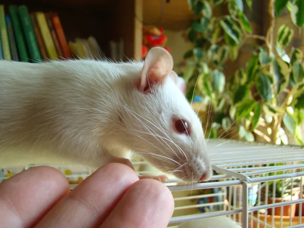 Rata Mascota Blanca Jaula Foto Primer Plano — Foto de Stock