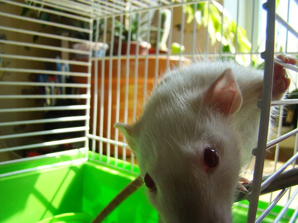 Rata Mascota Blanca Jaula Foto Primer Plano — Foto de Stock