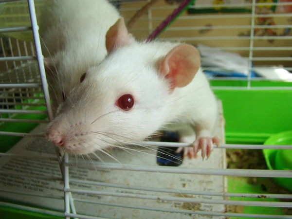 rat white pet in cage close-up photo