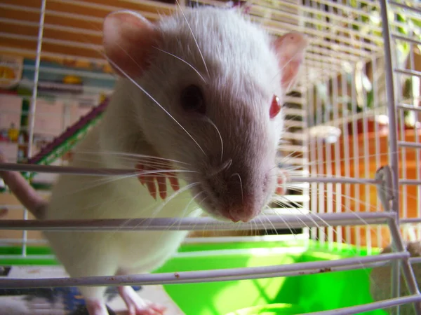 Rata Mascota Blanca Jaula Foto Primer Plano — Foto de Stock