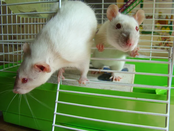 rat white pet in cage close-up photo