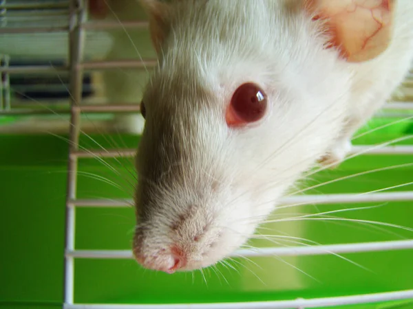 Rata Mascota Blanca Jaula Foto Primer Plano — Foto de Stock