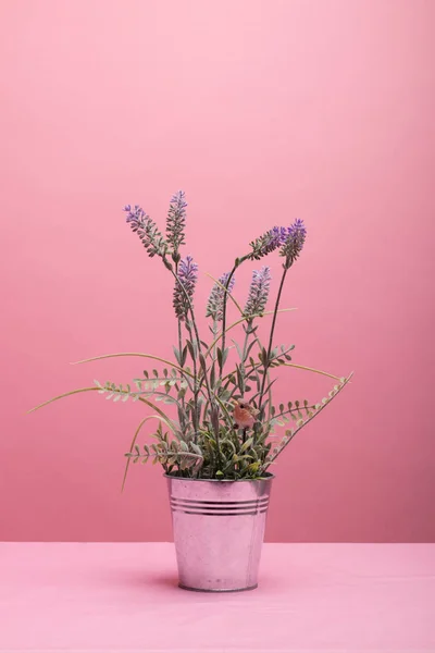 Lavender Vase Model on a Pink Background