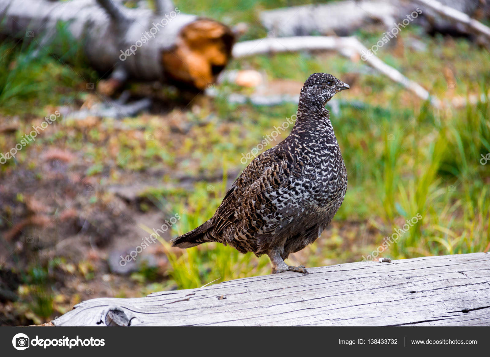 Sooty Grouse on the way to Glacier Point in Yosemite National Park