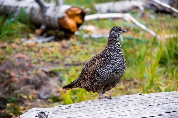 Sooty Grouse on the way to Glacier Point in Yosemite National Park