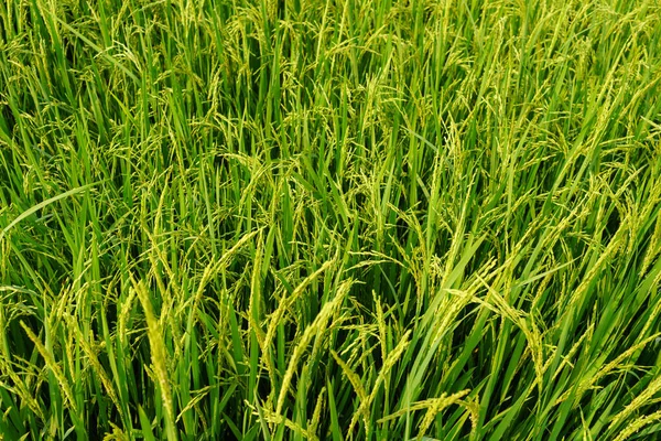 Agricultura Vida Rural Com Lagoas Para Agricultura Arroz Plantas Arroz — Fotografia de Stock