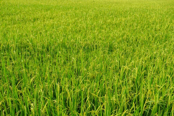 农业农村生活以池塘种稻 稻田生长着绿色的水稻苗木 泰国的农业生活方式概念 — 图库照片