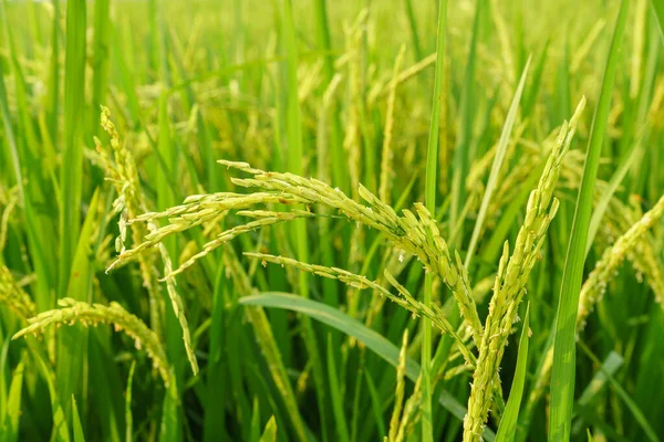 Agriculture rural life with ponds for rice farming, Green young rice plants are growing in paddy field. Agricultural lifestyle concept of Thailand.