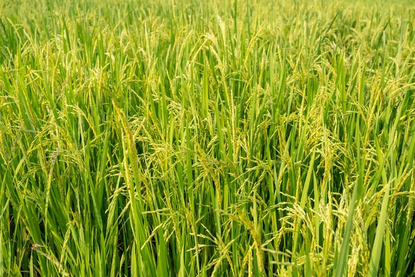 Agricultura Vida Rural Com Lagoas Para Agricultura Arroz Plantas Arroz — Fotografia de Stock