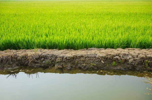 Agricultura Vida Rural Com Lagoas Para Agricultura Arroz Plantas Arroz — Fotografia de Stock