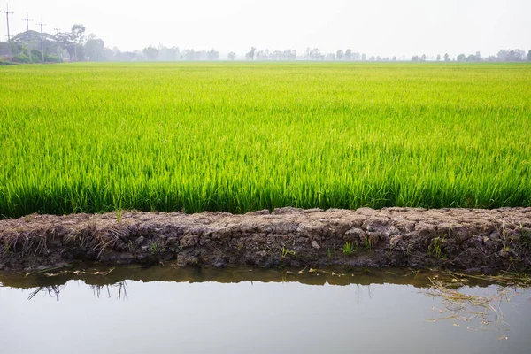 Agricultura Vida Rural Com Lagoas Para Agricultura Arroz Plantas Arroz — Fotografia de Stock
