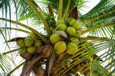 Arka plan için hindistan cevizi yaprakları, taze hindistan cevizi palmiyesi.