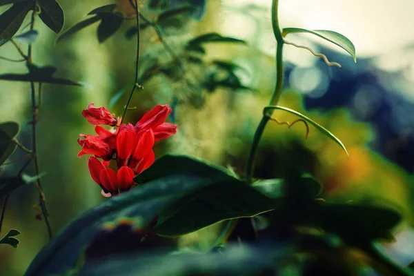 Vegeración verde, detalle de la planta de la selva tropical , — Foto de Stock