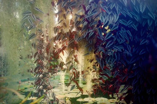 Grüne Vegetation, Detail der Regenwaldpflanze, — Stockfoto