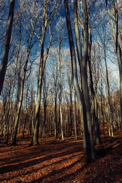 Leśne krajobrazy późnej jesieni buki po mrozie. — Zdjęcie stockowe