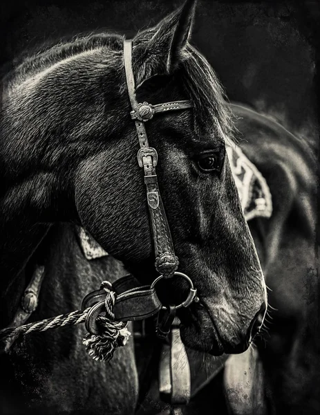 Close Up of a horse eye. On black background. Black and white color. — Stock Photo, Image