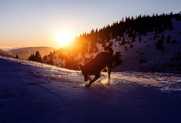 dog playing on the snow on mountains at sunset, computer painting effect.