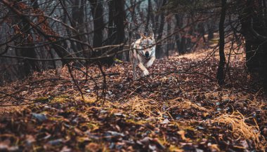 Çekoslovakya kurt köpeği güzel bir sonbahar havasında. Kurt Tazısı.