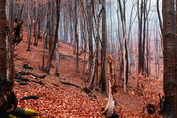 Krajobrazy późnego jesiennego lasu dębowego. — Zdjęcie stockowe