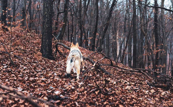 Perro lobo checoslovaco de hermosa naturaleza otoñal. galgos. — Foto de Stock