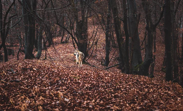 Perro lobo checoslovaco de hermosa naturaleza otoñal. galgos. —  Fotos de Stock