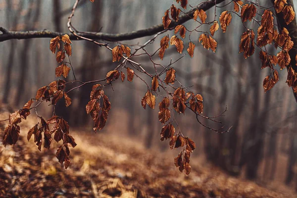 Paysage de forêt de chênes de fin d'automne . — Photo