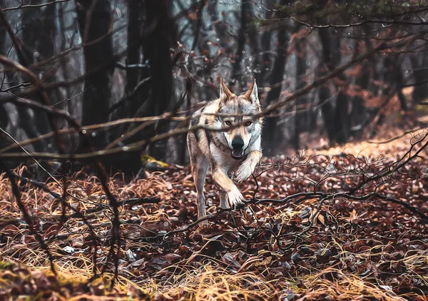 在美丽的秋天大自然中，捷克斯洛伐克的狼狗。狼犬. — 图库照片