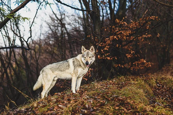 Perro lobo checoslovaco de hermosa naturaleza otoñal. galgos. — Foto de Stock