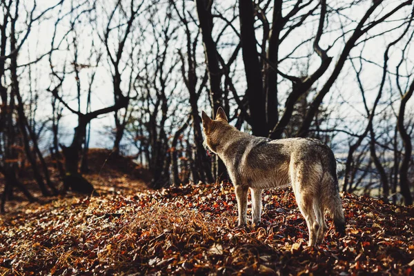 Perro lobo checoslovaco de hermosa naturaleza otoñal. galgos. — Foto de Stock