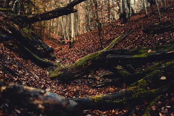 Krajobrazy późnego jesiennego lasu dębowego. — Zdjęcie stockowe