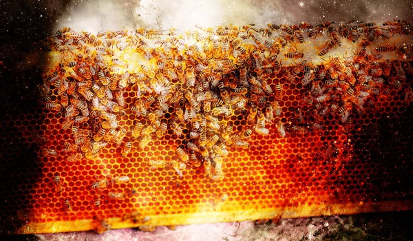 Bee honung kammar med honung och bin på abstrakt strukturerad utrymme bakgrund. — Stockfoto