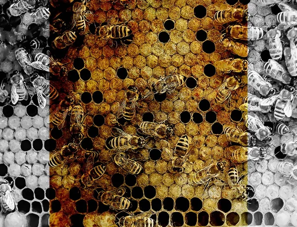 Pentes de mel de abelha com mel e abelhas. Apicultura e efeito de fotos antigas com fronteira . — Fotografia de Stock