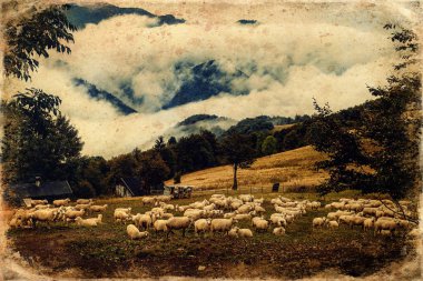 Güzel dağ çayırlarında koyun sürüsü, eski fotoğraf efekti.
