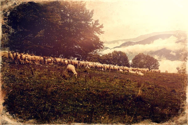 Flock Sheep Beautiful Mountain Meadow Old Photo Effect — Stock Photo, Image