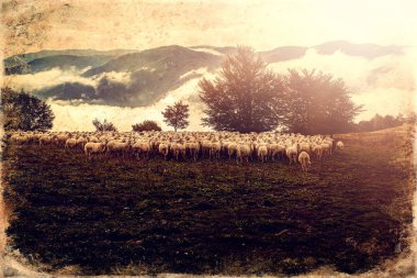 Güzel dağ çayırlarında koyun sürüsü, eski fotoğraf efekti.
