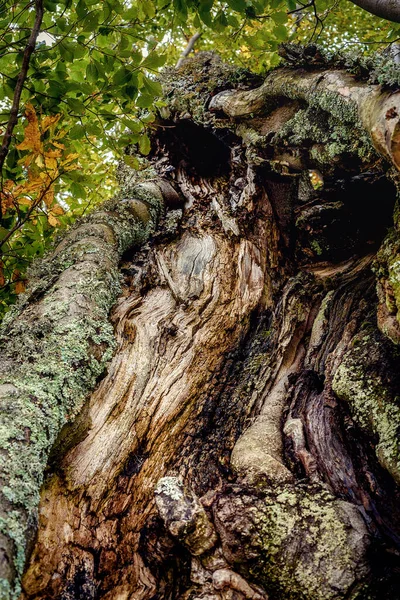 trunk of old tree, beech tree