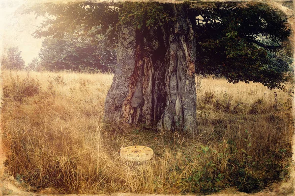 Doğada Şamanik Davul Geyik Keçisinden Yapılmış Şamanik Davul — Stok fotoğraf