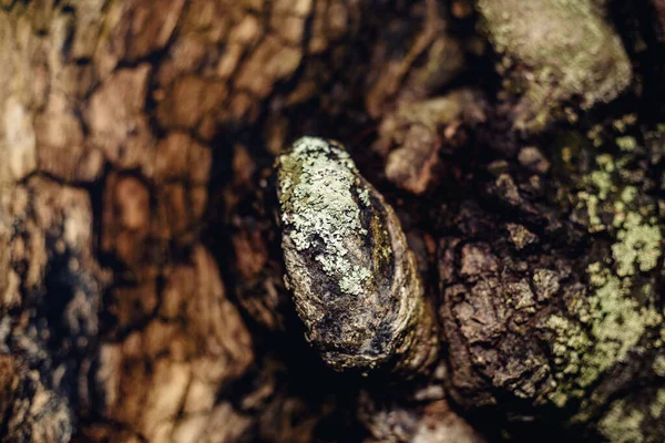 Yaşlı Ağaç Kabuğu Kayın Gövdesi — Stok fotoğraf