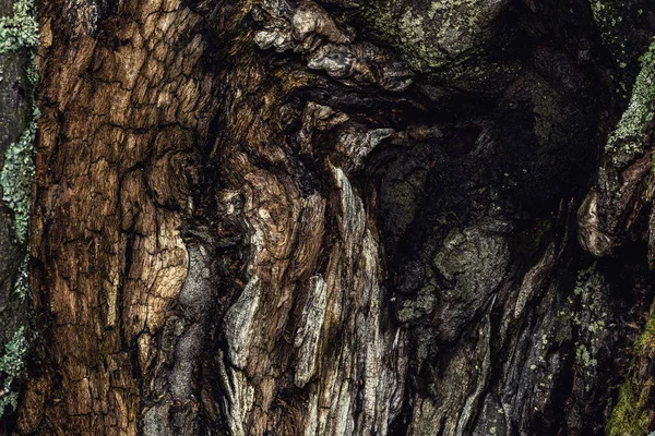 Кора Старого Дерева Ствол Бука — стоковое фото
