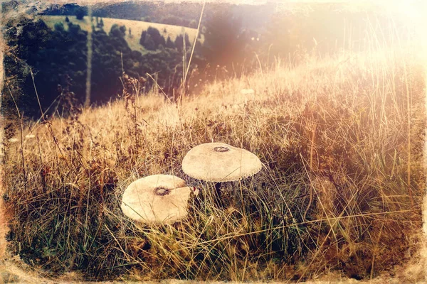 Fungo Ombrellone Sul Prato Montagna Vecchio Effetto Foto — Foto Stock