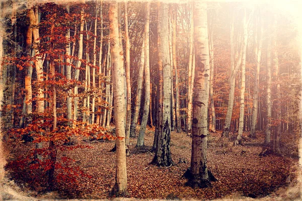 Décor forestier de hêtres de fin d'automne après un gel, effet photo ancien . — Photo