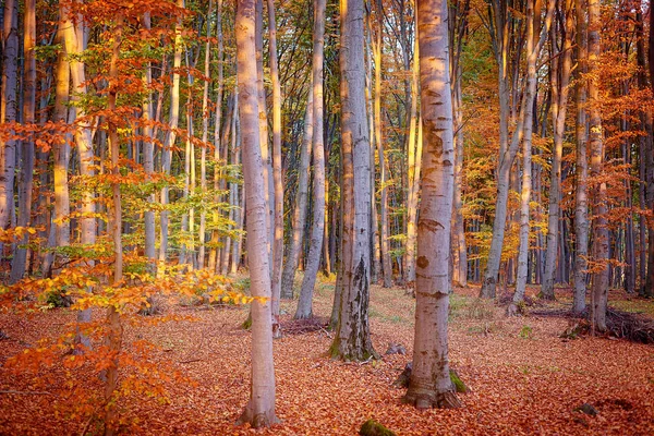 Waldkulisse spätherbstlicher Buchen nach dem Frost. — Stockfoto