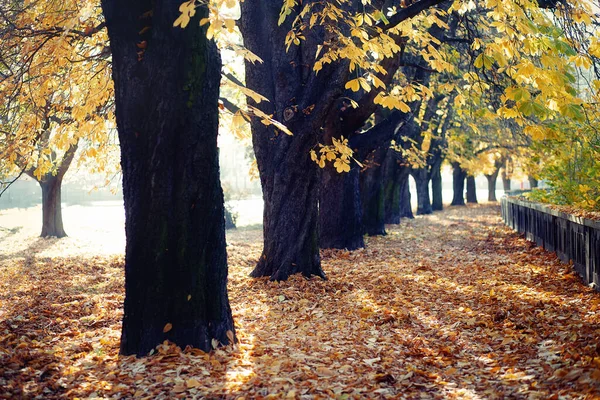 Schöner Herbst Park, Kastanien Herbst Allee. — Stockfoto