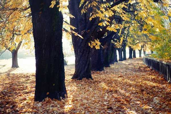 Vacker höstpark, kastanj höstgränd. — Stockfoto