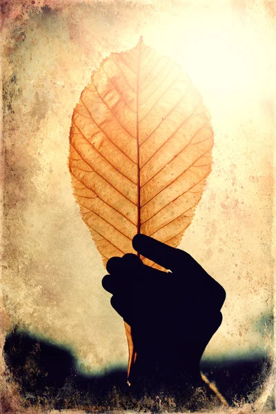 Kastanjeblad in een vrouwenhand in het zonlicht oude foto-effect. — Stockfoto