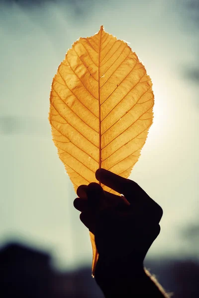 Chestnut leaf in a womans hand in the sunlight. — Stock Photo, Image